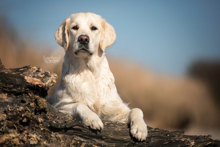 *Cuba* Entstanden beim "Meerliebe" Event mit purrpaws Fotografie und Mary Burmeister Fotografie *Cuba* Entstanden beim "Meerliebe" Event mit purrpaws Fotografie und Mary Burmeister Fotografie