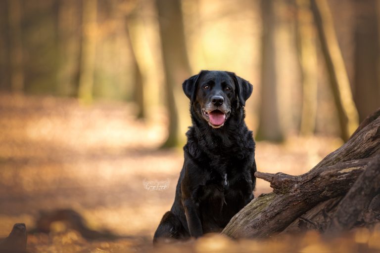 *Bonnie im Wald* *Bonnie im Wald*