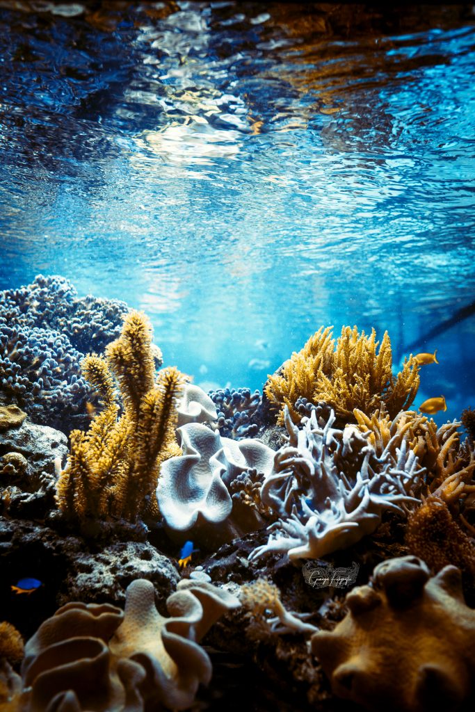 *Korallenriff* *Korallenriff*