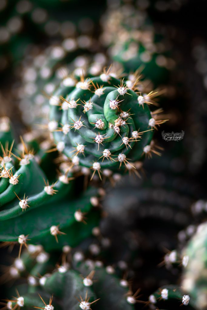 *Kaktus Spirale* *Kaktus Spirale*