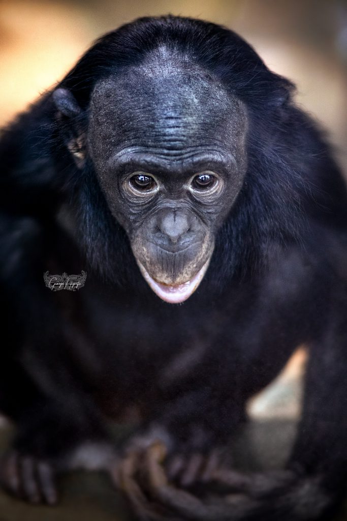*Bonobo Baby* *Bonobo Baby*