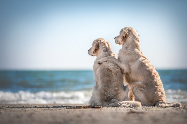 *Grace & Cuba* Entstanden beim "Meerliebe" Event mit purrpaws Fotografie und Mary Burmeister Fotografie *Grace & Cuba*