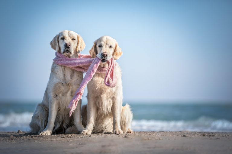 *Grace & Cuba* Entstanden beim "Meerliebe" Event mit purrpaws Fotografie und Mary Burmeister Fotografie *Grace & Cuba*