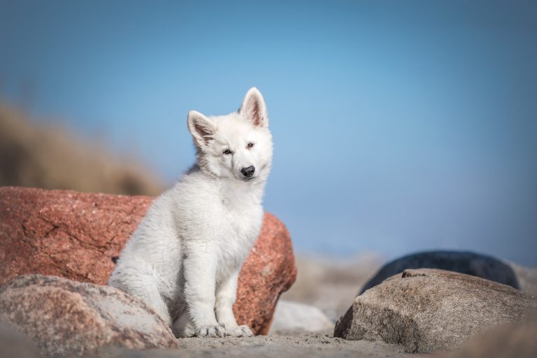 *Elia* Entstanden beim "Meerliebe" Event mit purrpaws Fotografie und Mary Burmeister Fotografie *Elia*