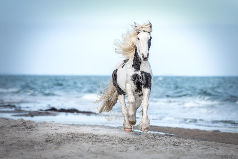 *Luna* Entstanden beim "Meerliebe" Event mit purrpaws Fotografie und Mary Burmeister Fotografie *Luna*