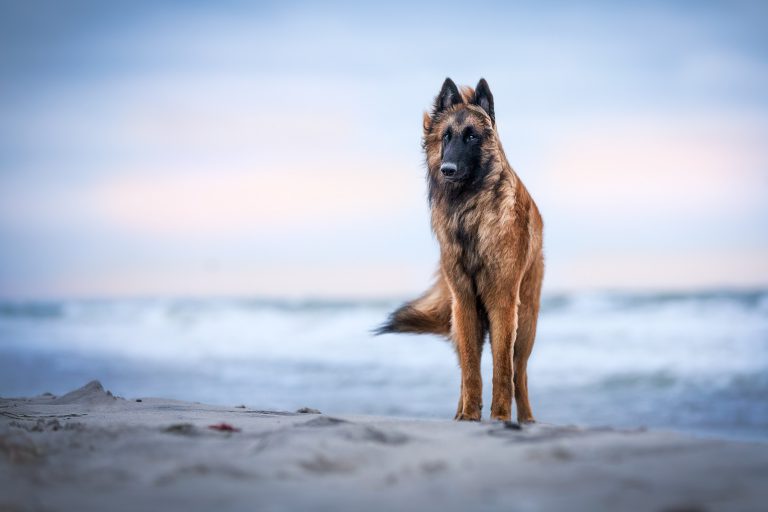 *Bowie* Entstanden beim "Meerliebe" Event mit purrpaws Fotografie und Mary Burmeister Fotografie *Bowie*