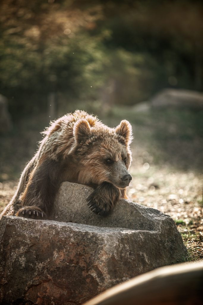 *Braunbär* *Braunbär*